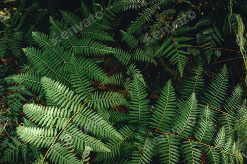 Preview: Dark green fern foliage