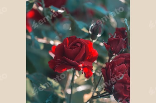 Blooming Red Roses in Sunlight, Dark Green Leaves