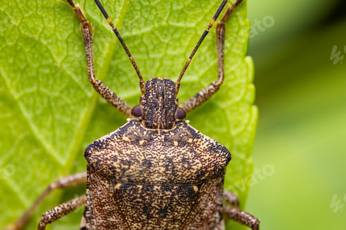 Preview: Close-up of a Brown marbled stink bug perched on a green leaf