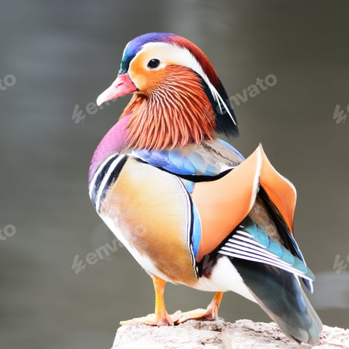 Preview: male Mandarin Duck
