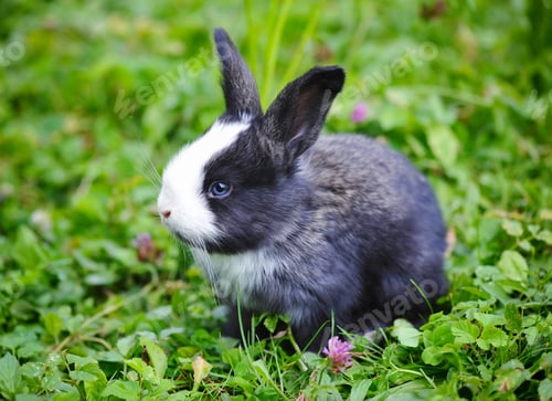 Preview: Funny baby rabbit in grass
