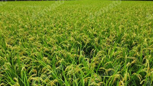 Preview: Scenic view of a green rice field