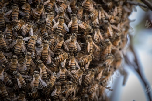 Preview: A swarm of bees, Apis mellifera scutellata, congregate together