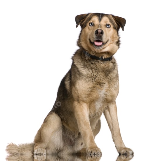 Preview: Husky mixed with a German Shepherd, 2 years old, sitting in front of white background