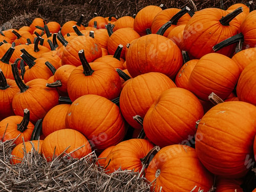 Pile of Orange Pumpkins and Hay