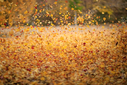Preview: Autumn background