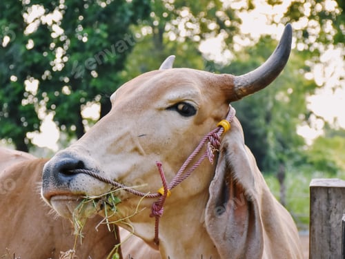 Preview: Cow a relax in rural village of Thailand. Buffalo in Thailand. select and soft focus.