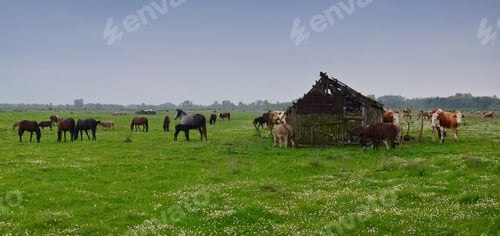 Preview: Cows and horses by the old barn on the meadow at National park Zasavica, Serbia National park