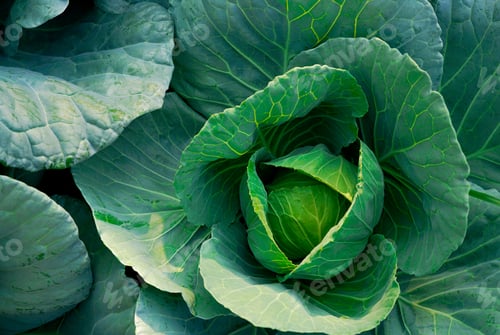 Preview: Cabbage Brassica oleracea in vegetable garden. Leafy green vegetable. Rich source of vitamin c