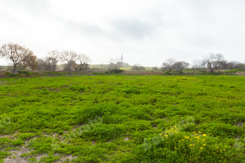 Preview: Rural field on early morning. Beautiful rural scene, Fresh green grass