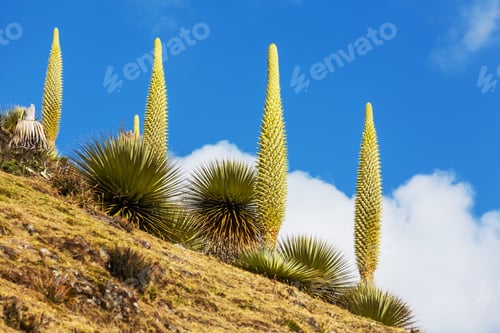 Unique Plants Growing on Hillside Against Blue Sky