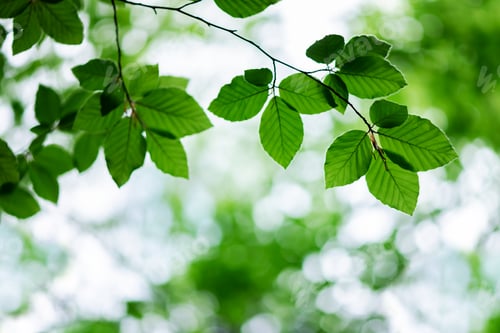 Preview: Vibrant green beech leaves adorn the forest in the midst of summer