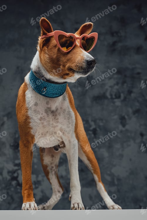 Preview: Fashion basenji doggy with sunglasses against dark background