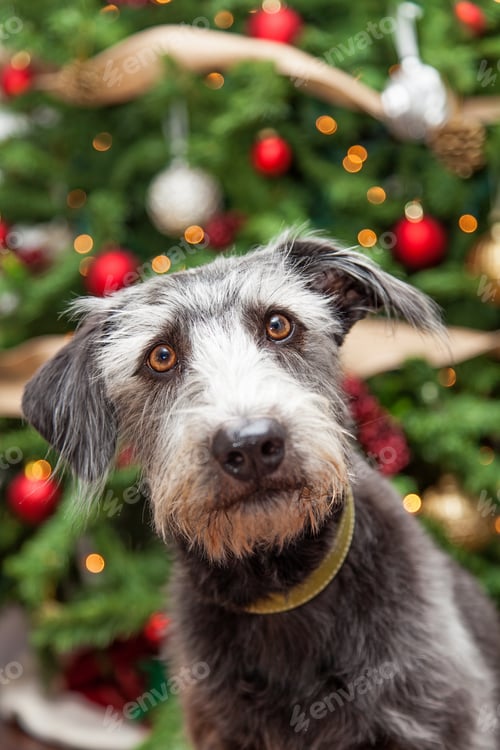 Preview: Terrier Dog Near Decorated Christmas Tree