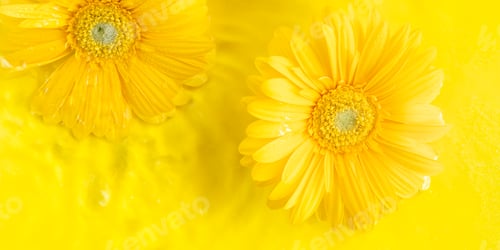 Preview: Yellow beautiful gerbera daisy flowers on monochrome background in water with ripples.