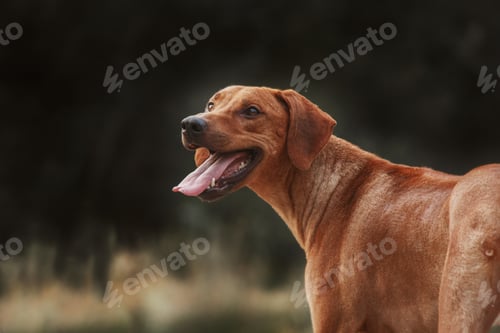 Preview: Rhodesian Ridgeback dog outdoor portrait
