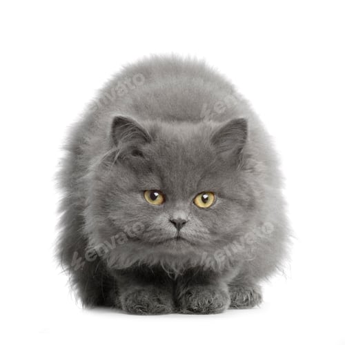 Preview: persian