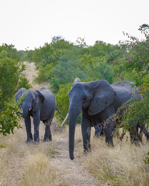 Preview: Huge Elephants at Kruger national park South Africa, African Elephant