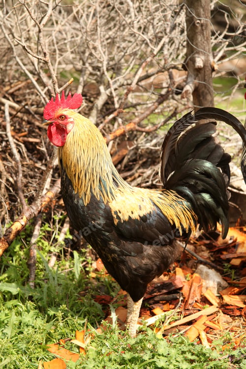 Preview: Rooster