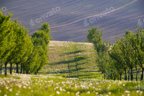 Preview: Gorgeous rural landscape with green sunny spring hills. South Moravia region, Czech Republic