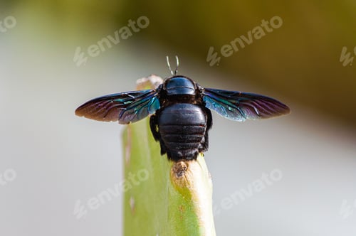 Preview: Macro of a tropical carpenter bee (Xylocopa latipes) on a plant