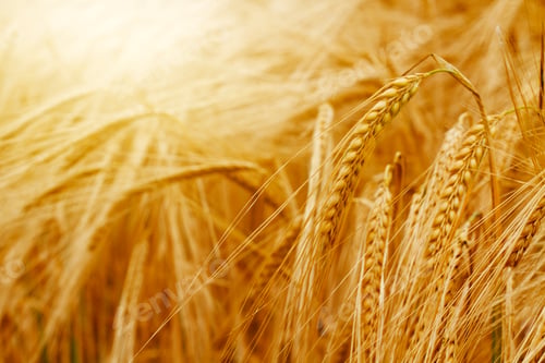Preview: Barley