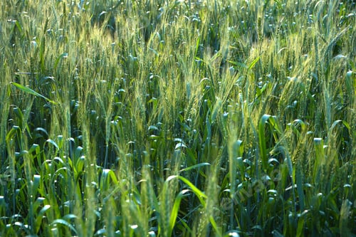 Preview: Wheat field, Ears of green wheat close up.