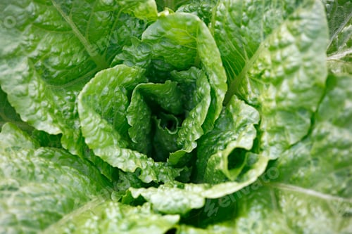 Preview: Fresh lettuce