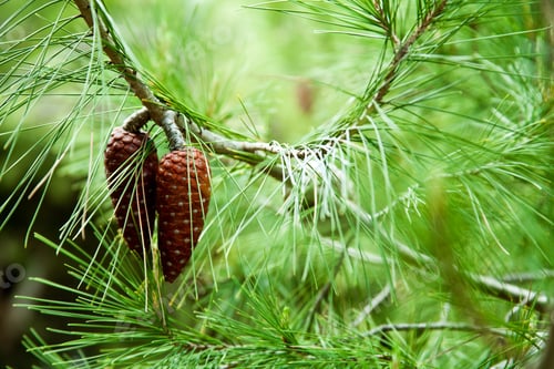 Pine Cones and Needles in Forest Setting