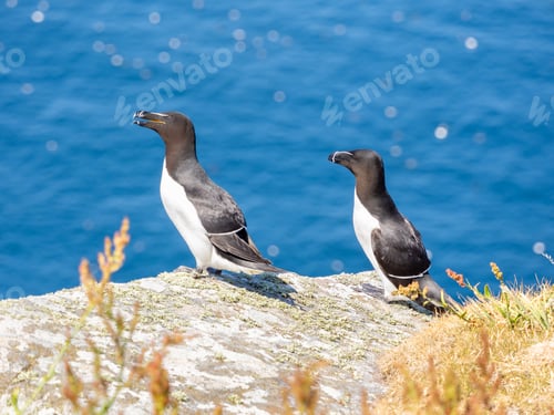 Preview: Razorbills in Handa island in Scotland