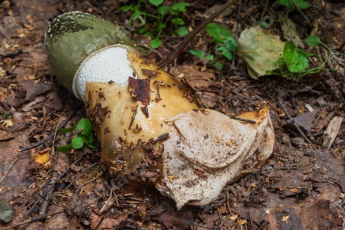 Preview: Medicinal Mushroom- Phallus Impudicus, Stinkhorn