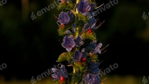Preview: Macro photography. Creative.Small purple and white flowers growing in a field of green grass.