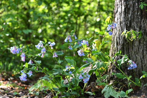 Preview: Virginia Bluebells aka cowslips blooming in the woods, wildflowers