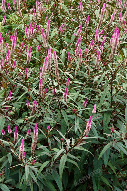 Preview: Vibrant Pink Celosia Flowers in a Lush Garden