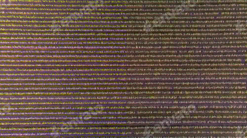 Preview: Green and lush Agricultural fields of Corn plants on sunny morning.