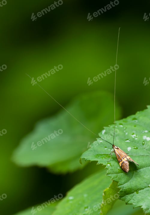 Preview: Male Longhorn Moth