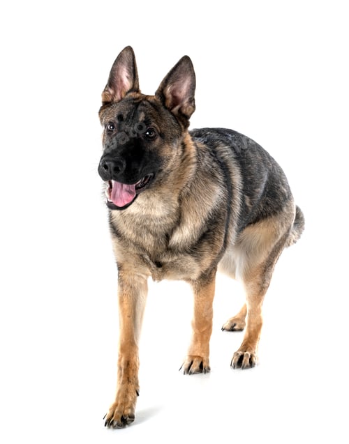 Preview: young german shepherd