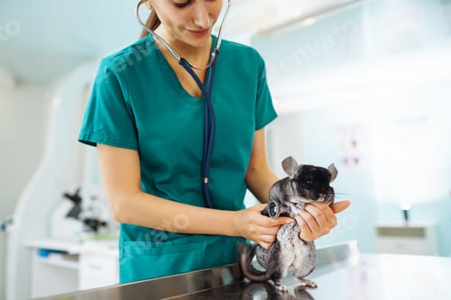 Preview: Chinchilla at veterinary - Veterinarian holding chinchilla and examining her in clinic.