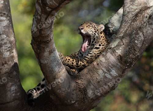 Preview: Jaguar in the Pantanal