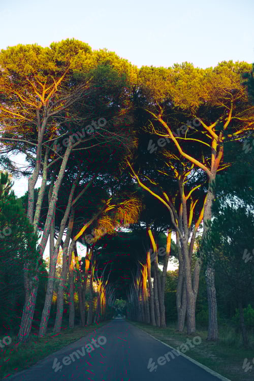 Preview: Natural landscape in San Rossore park.