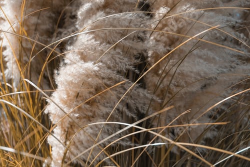 Preview: Close up photo of pampas grass, garden or home decoration concept.