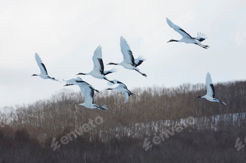 Preview: Red-Crowned Cranes (Grus japonensis) mid-air in winter.