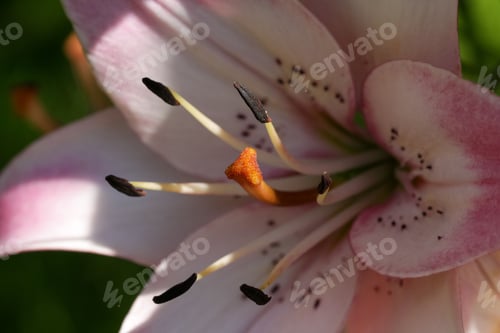 Preview: Close-up of a pink lily flower with detailed stamens.