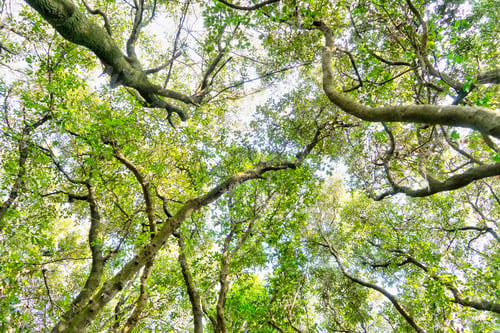 Preview: View of the under tree of a forest in spring