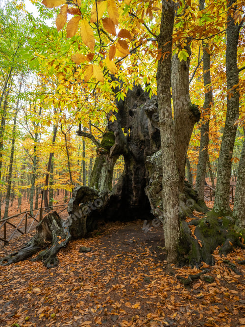 Preview: Chestnut tree in the middle of a forest with dry leaves on the ground