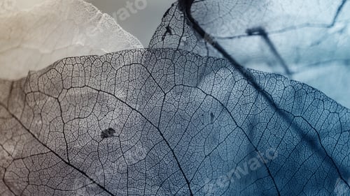 Preview: Vivid Color Dry Leaf Texture For Background