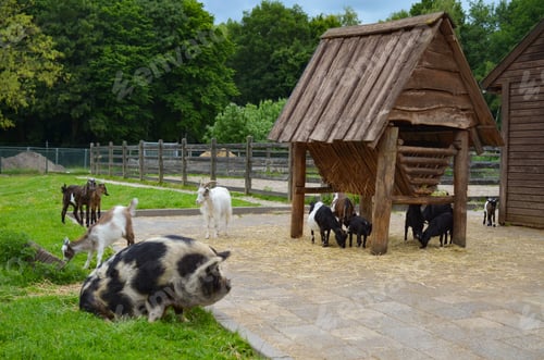 Preview: Goats and pig on green lawn at farm