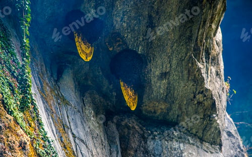 Preview: wild honeycomb on rock