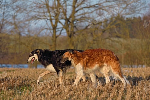 Preview: Two beautiful russian sighthound dogs walking on a field