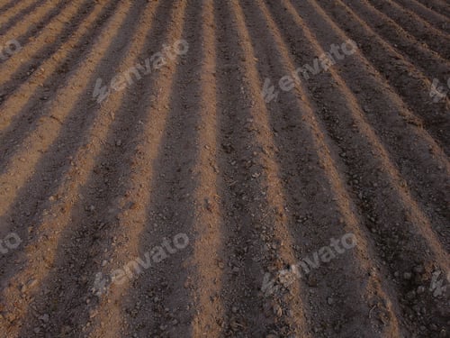 Preview: Long flat top rows, furrows, mounds, for newly planted potatoes in a rural agricultural area. land